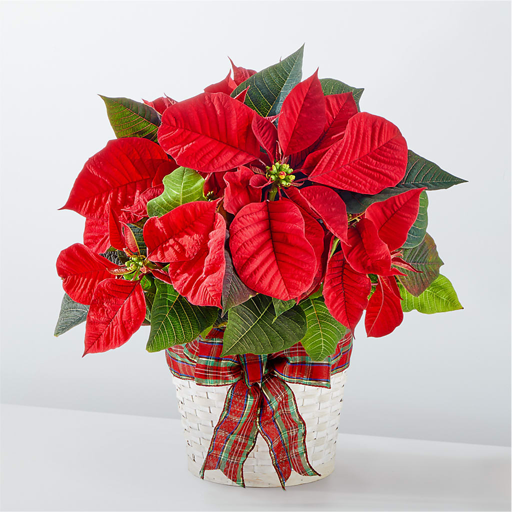 Happiest Holidays Poinsettia – Flowers And Decor Same Day, Vero Beach FL