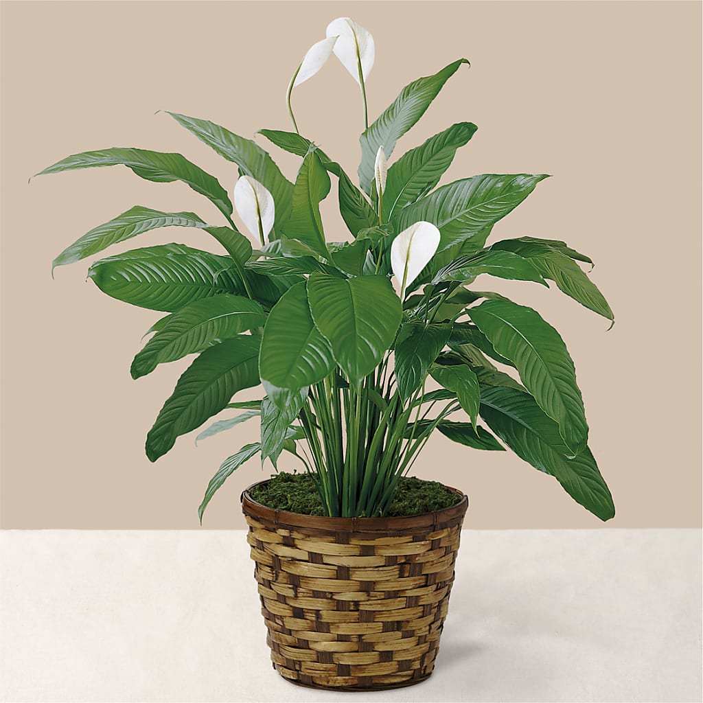 Tranquil Moments Peace Lily Plant – Flowers And Decor Same Day, Vero Beach FL