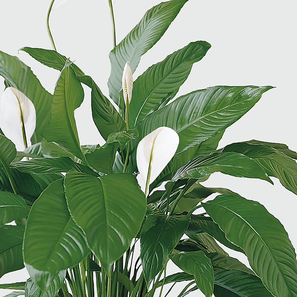 Tranquil Moments Peace Lily Plant – Flowers And Decor Same Day, Vero Beach FL
