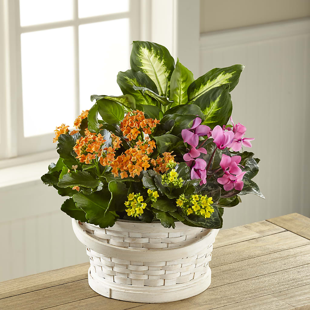 Color Crush Dishgarden – Flowers And Decor Same Day, Vero Beach FL