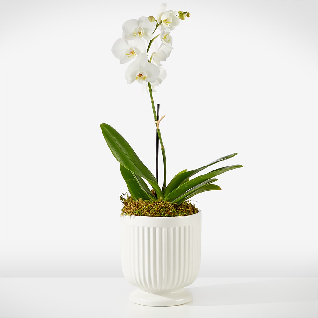 Whispering White Orchid – Flowers And Decor Same Day, Vero Beach FL