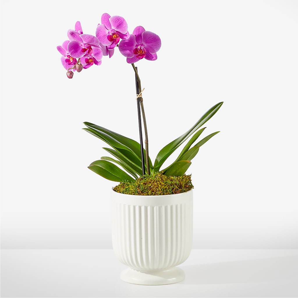 Friendly Fuchsia Orchid – Flowers And Decor Same Day, Vero Beach FL