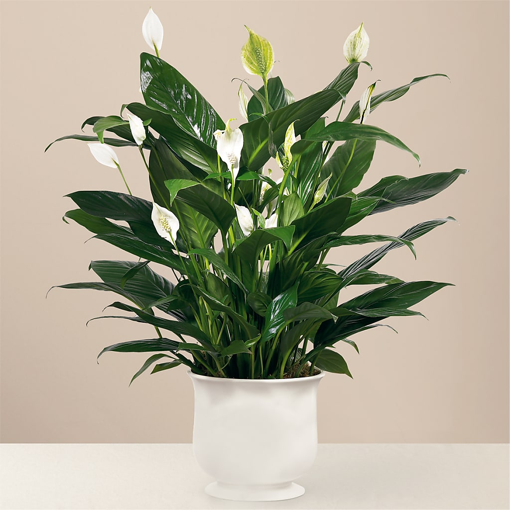 Comfort Planter – Flowers And Decor Same Day, Vero Beach FL