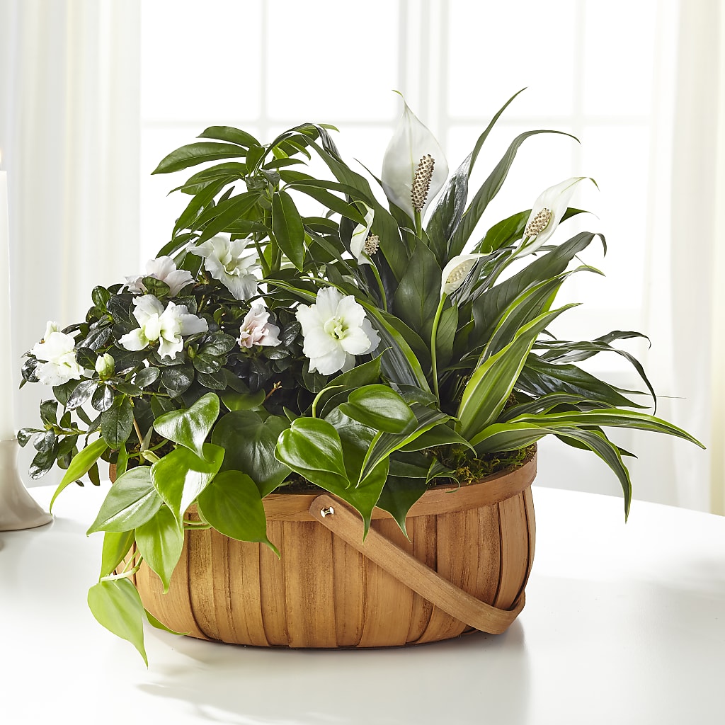 Serene Dishgarden – Flowers And Decor Same Day, Vero Beach FL