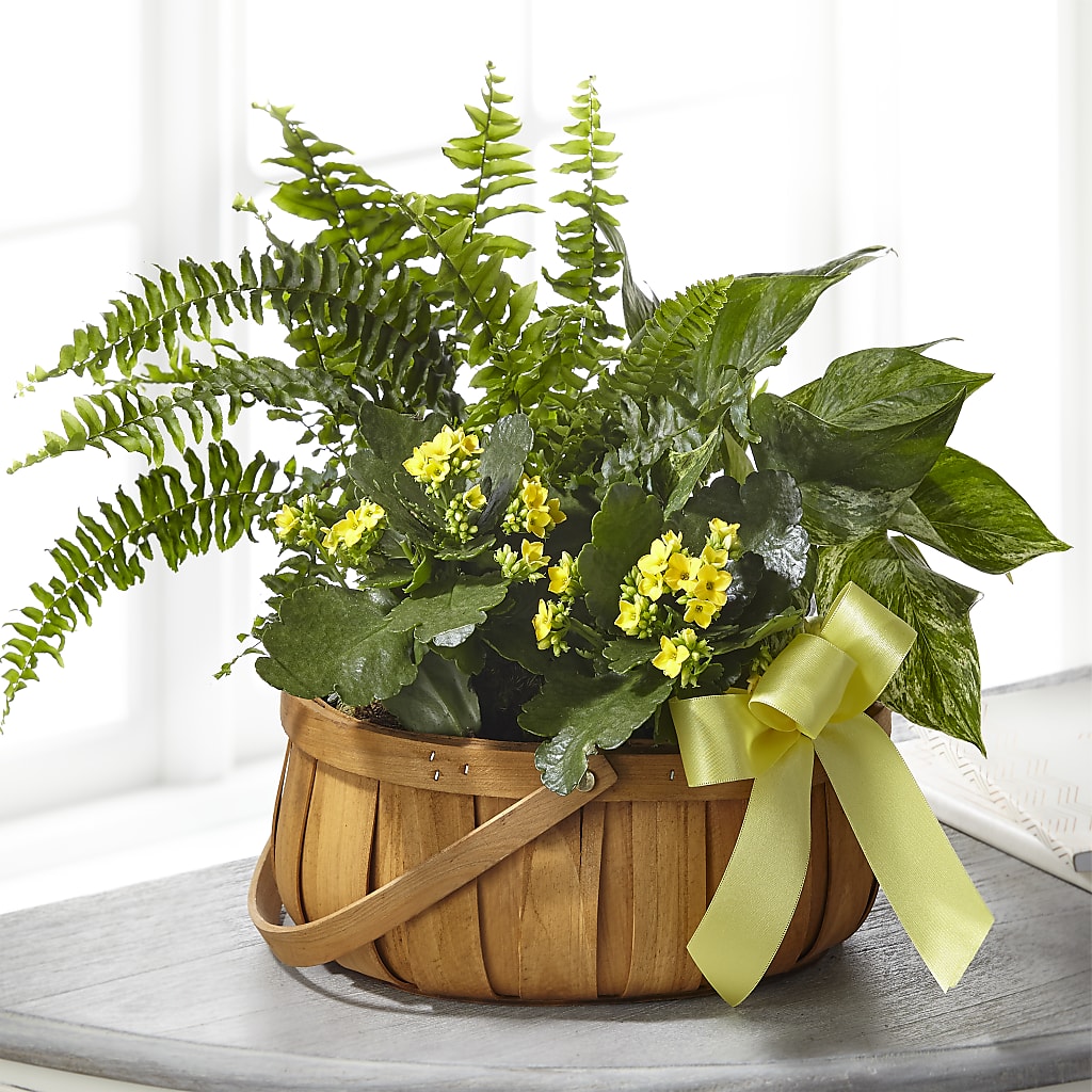 Always Dear Dishgarden – Flowers And Decor Same Day, Vero Beach FL