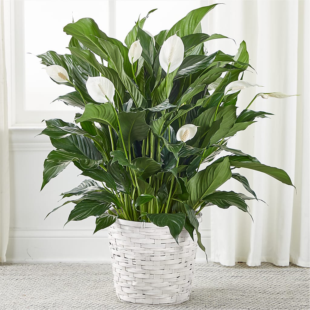 A New Leaf Peace Lily – Flowers And Decor Same Day, Vero Beach FL