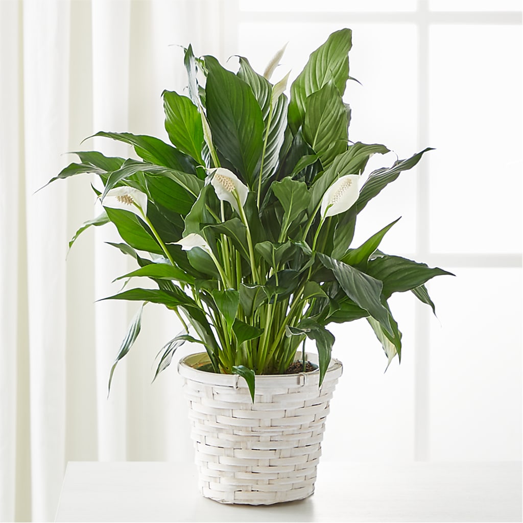 A New Leaf Peace Lily – Flowers And Decor Same Day, Vero Beach FL