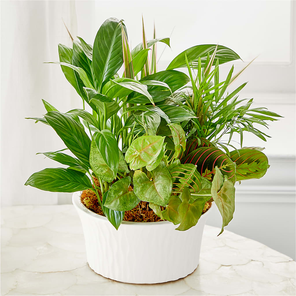 Balance & Harmony Dishgarden – Flowers And Decor Same Day, Vero Beach FL