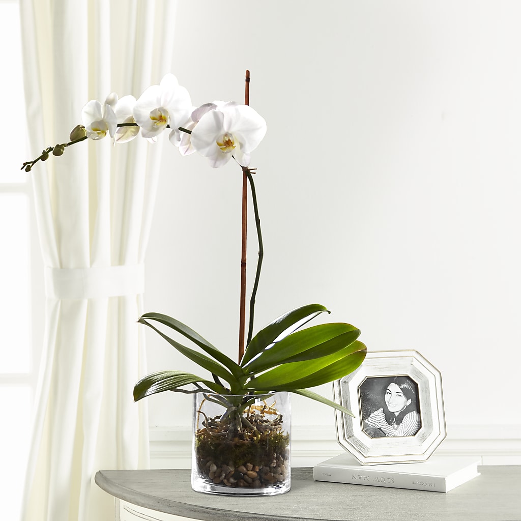 White Orchid Planter – Flowers And Decor Same Day, Vero Beach FL