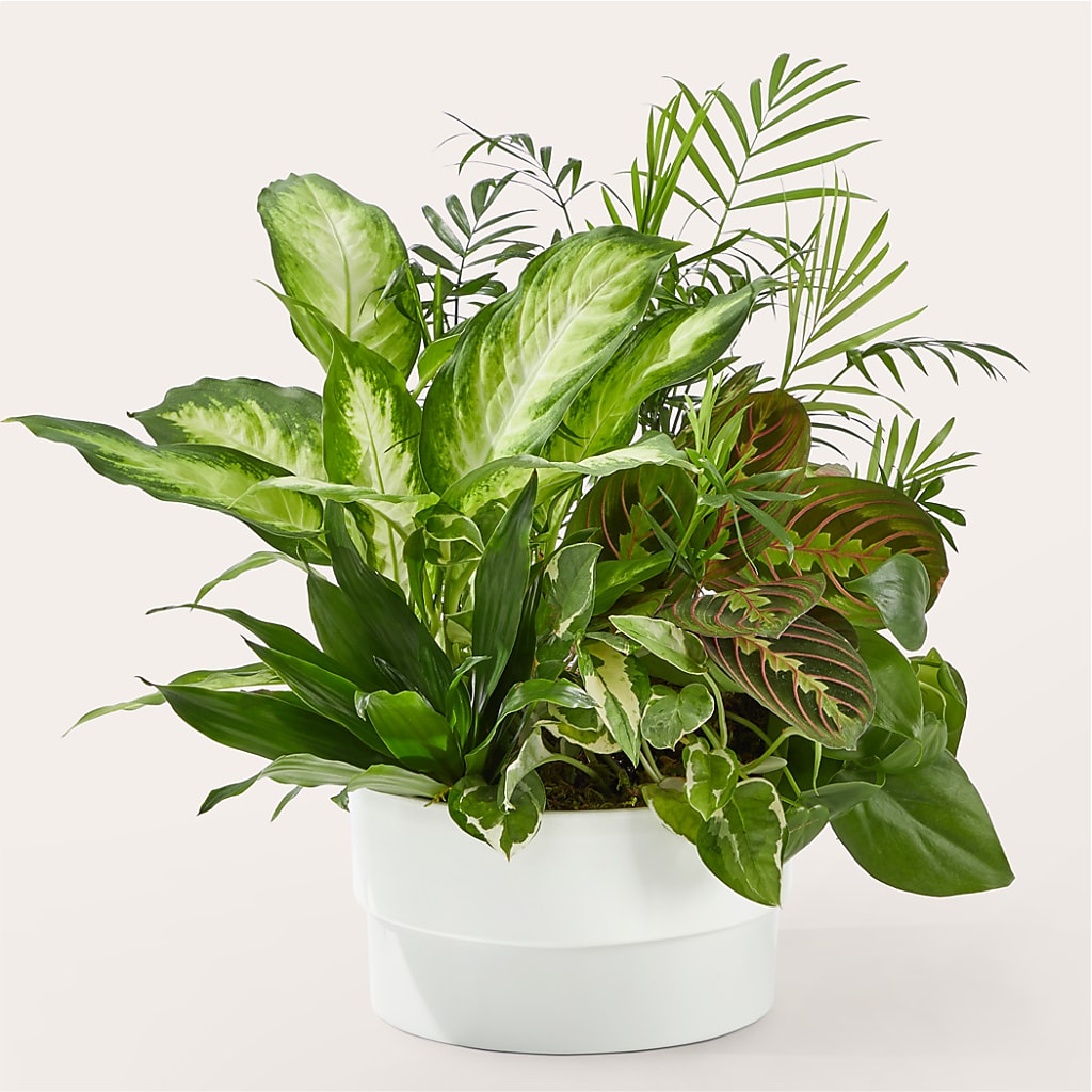 Radiating Positivity Dishgarden – Flowers And Decor Same Day, Vero Beach FL