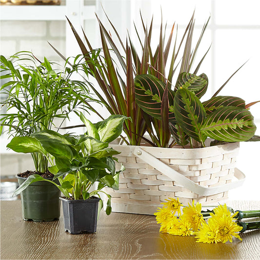 Florist Designed Blooming and Green Plants in a Basket –  Flowers And Decor Same Day, Vero Beach FL