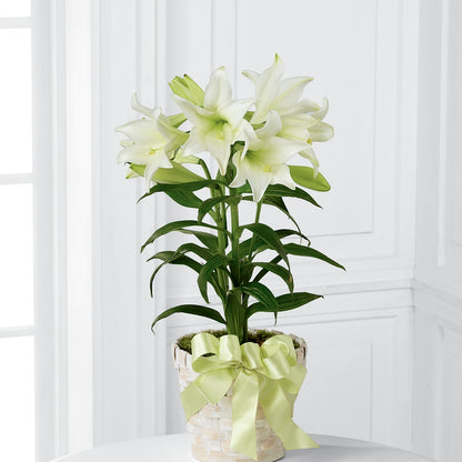 Easter Lily Plant –  Flowers And Decor Same Day, Vero Beach FL