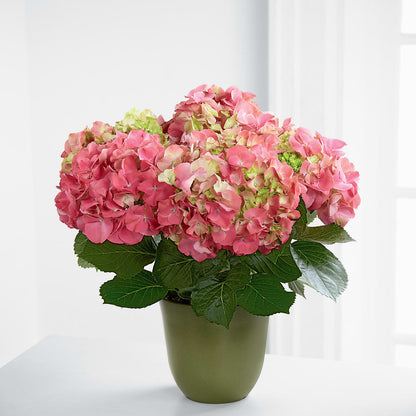 Pink Hydrangea Planter –  Flowers And Decor Same Day, Vero Beach FL