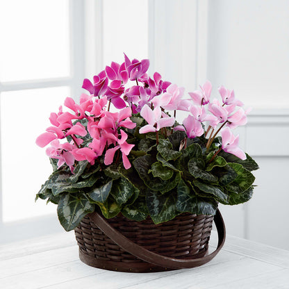 Mixed Cyclamen Planter –  Flowers And Decor Same Day, Vero Beach FL