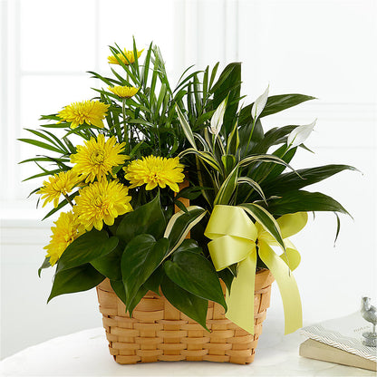 Loving Light Dishgarden –  Flowers And Decor Same Day, Vero Beach FL