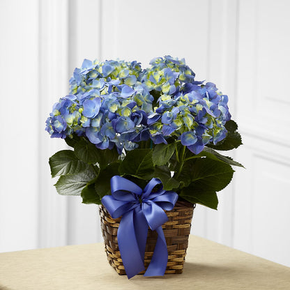 Blue Hydrangea Planter –  Flowers And Decor Same Day, Vero Beach FL
