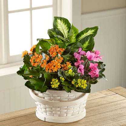 Color Crush Dishgarden –  Flowers And Decor Same Day, Vero Beach FL