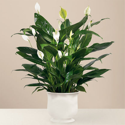 Comfort Planter –  Flowers And Decor Same Day, Vero Beach FL
