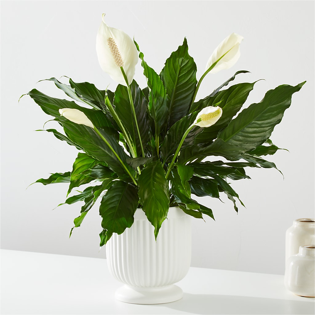Comfort Planter –  Flowers And Decor Same Day, Vero Beach FL