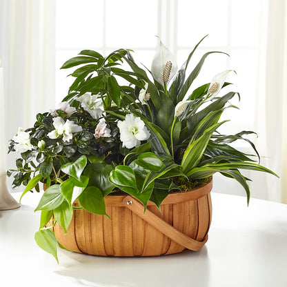 Serene Dishgarden –  Flowers And Decor Same Day, Vero Beach FL