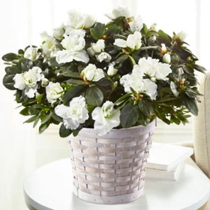 White Azalea Plant –  Flowers And Decor Same Day, Vero Beach FL