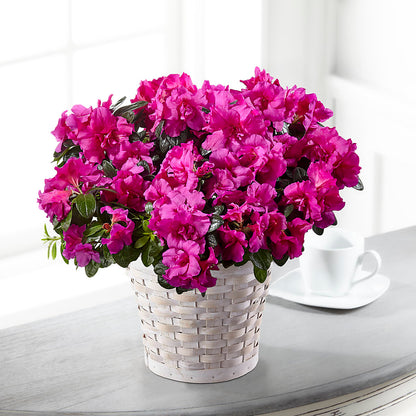 Hope & Serenity Azalea Plant –  Flowers And Decor Same Day, Vero Beach FL