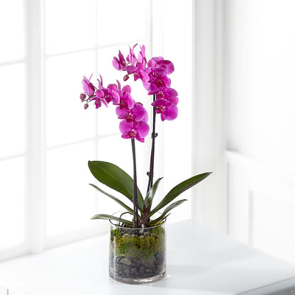 Pink Orchid Plant –  Flowers And Decor Same Day, Vero Beach FL
