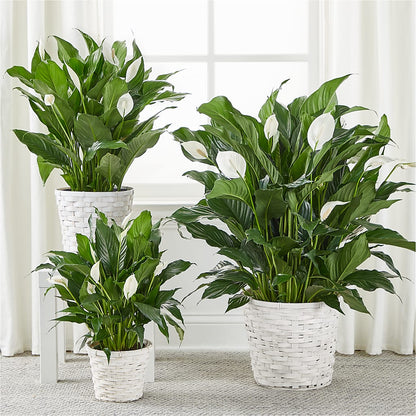 A New Leaf Peace Lily –  Flowers And Decor Same Day, Vero Beach FL