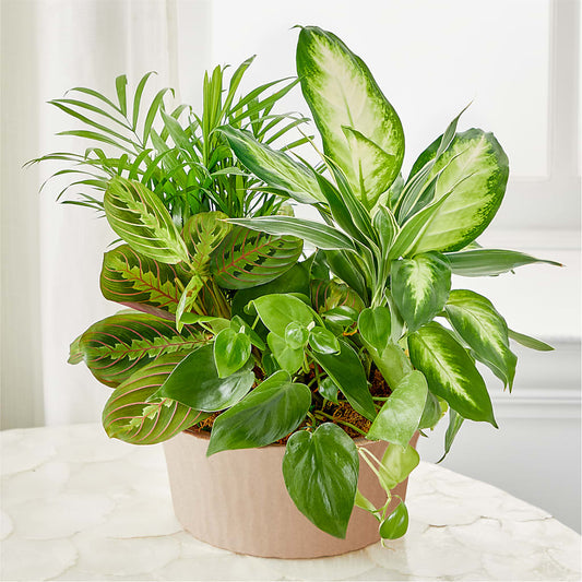 Balance & Harmony Dishgarden –  Flowers And Decor Same Day, Vero Beach FL