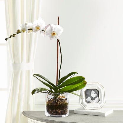 White Orchid Planter –  Flowers And Decor Same Day, Vero Beach FL
